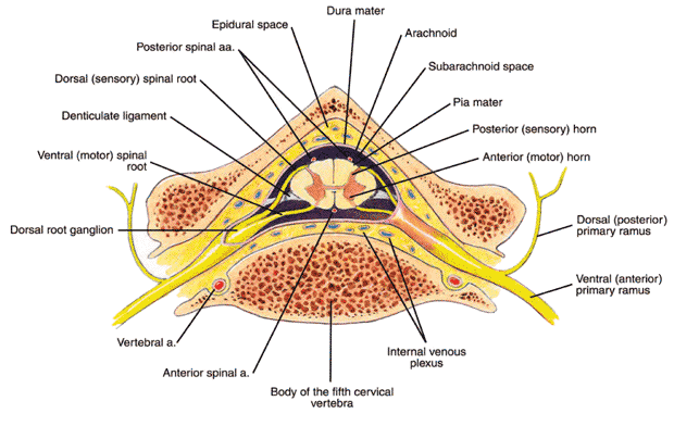 Interior view of the spinal cord